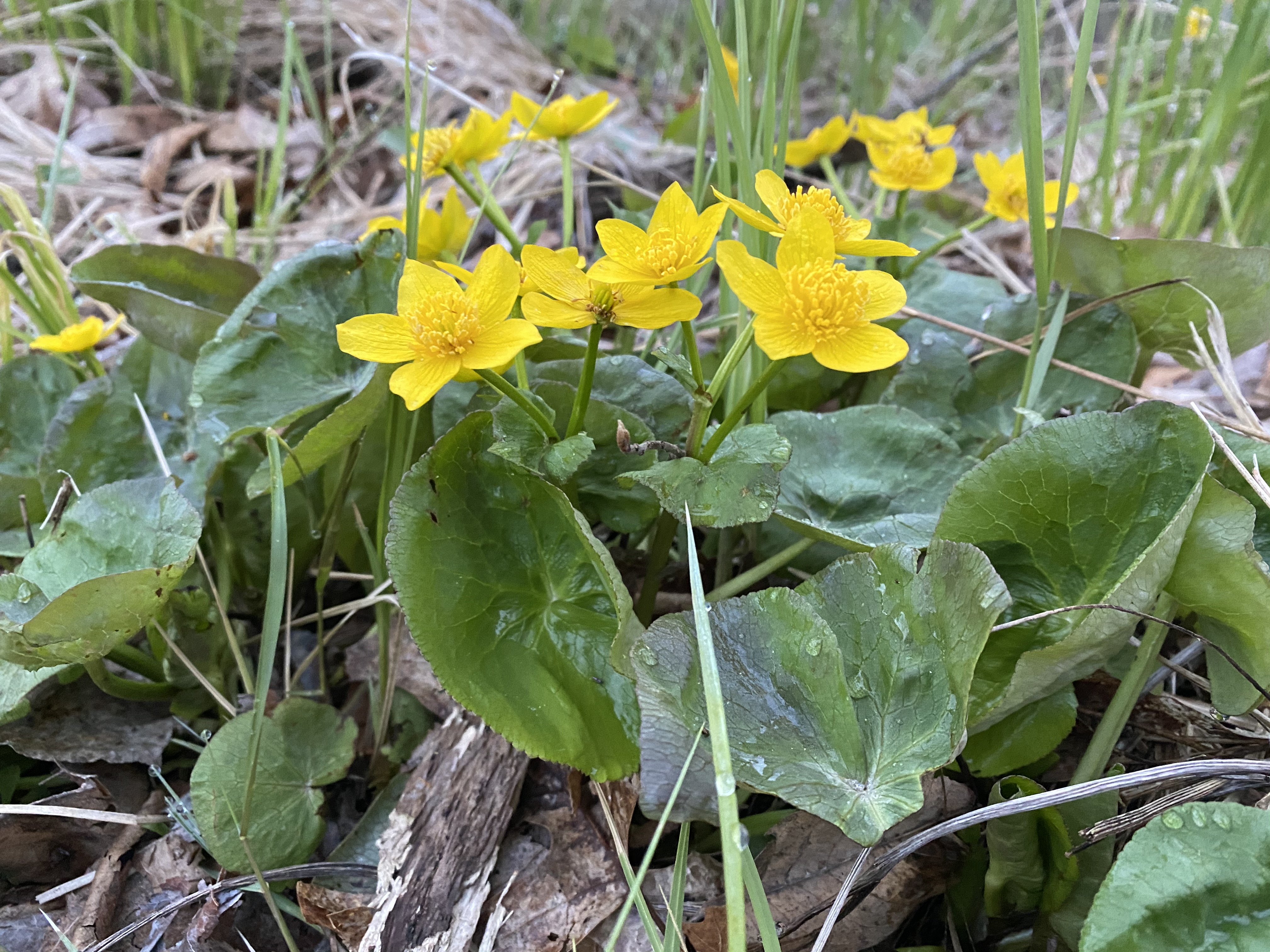 Marsh marigold